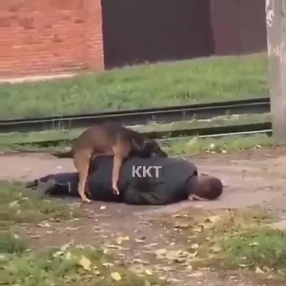 Пёс оседлал лежащего мужчину