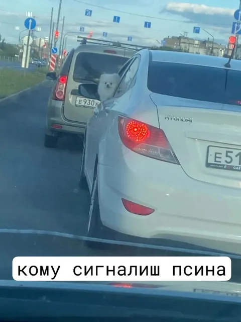 Кому сигналишь, псина