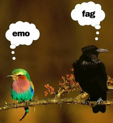 Emo Bird Meets Fag Crow