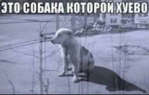 Это собака которой хуево