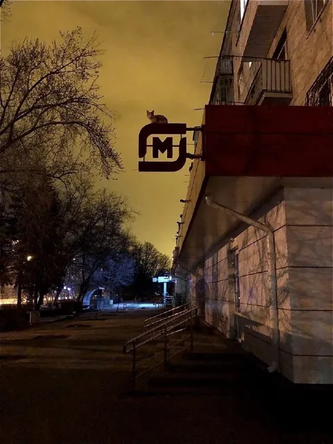 Кот на вывеске
