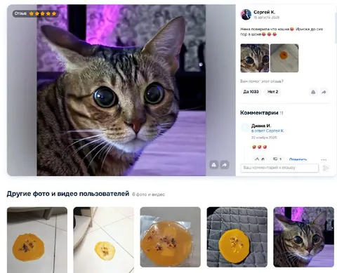 Кошка поверила в апельсин