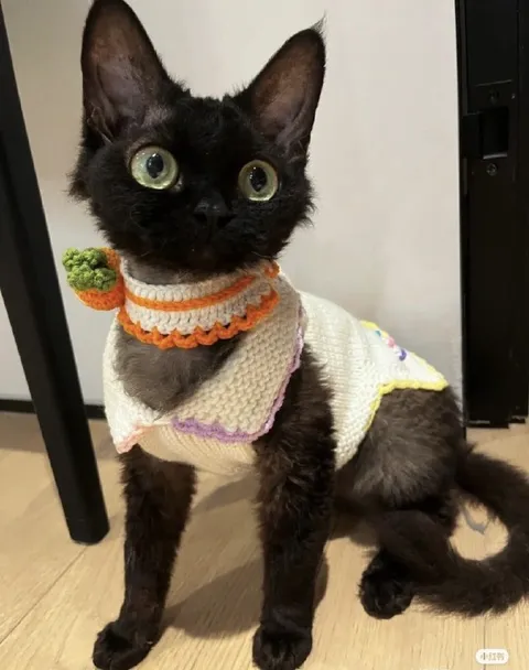 Кот в вязаном костюме