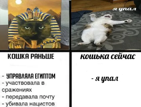 Кошка раньше и сейчас