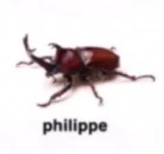 Philippe the Beetle