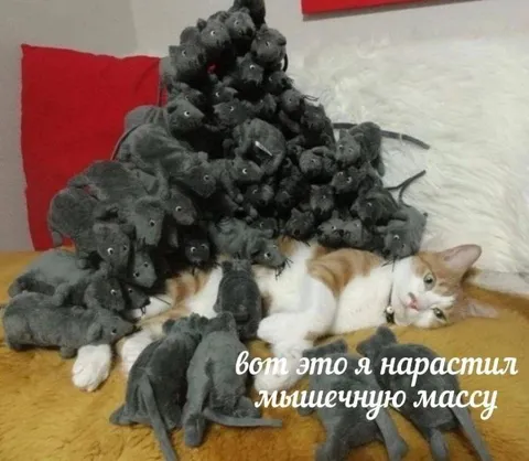 Нарастил мышечную массу