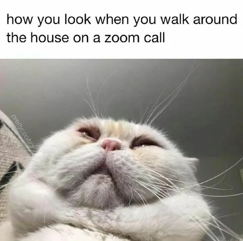 Cat Walking Around During Zoom Call