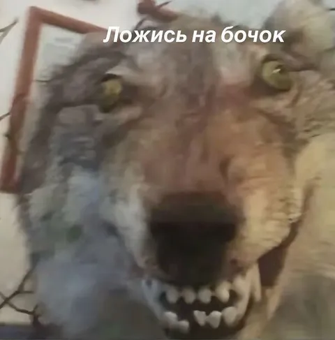 Ложись на бочок