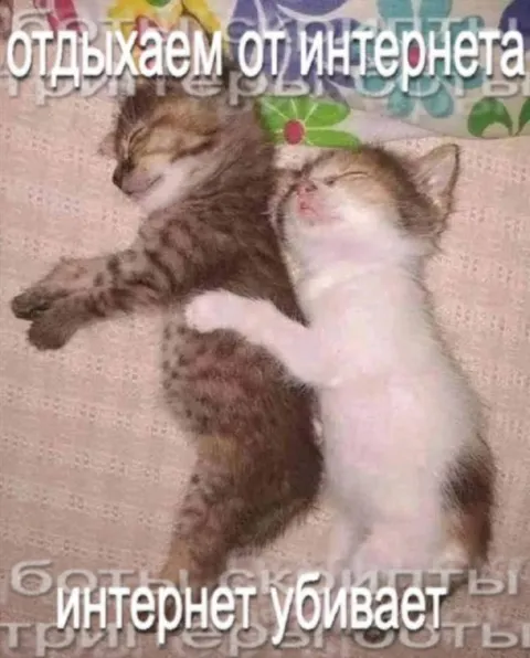 Котята отдыхают от интернета