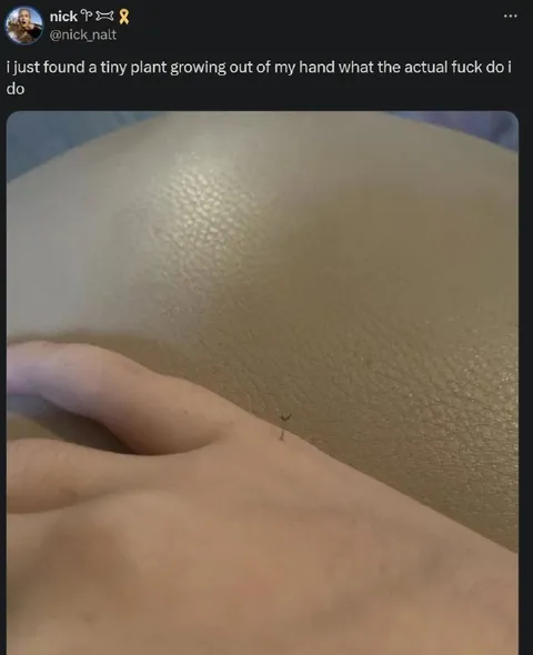 Tiny Plant Growing From Hand