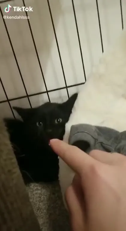 Котёнок не отпускает палец