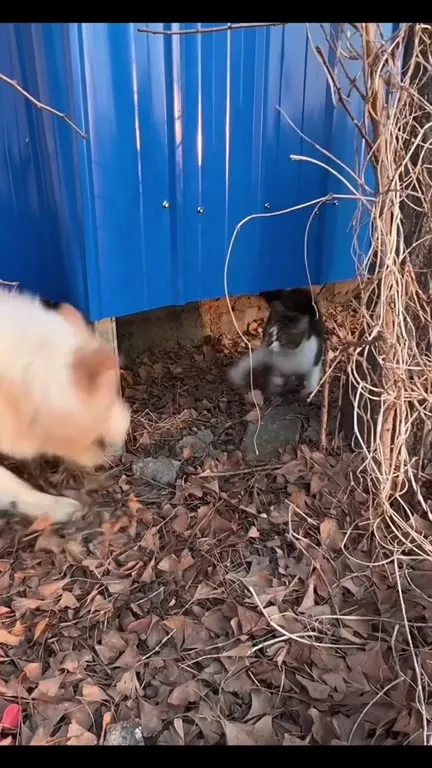 Dog Chases Cat Into the Field