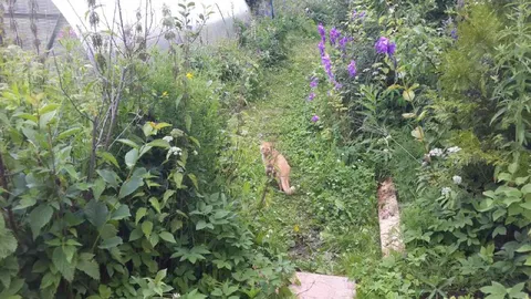 Кот в заросшем саду
