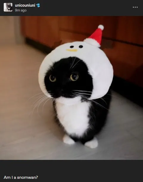Cat Dressed as a Snowman