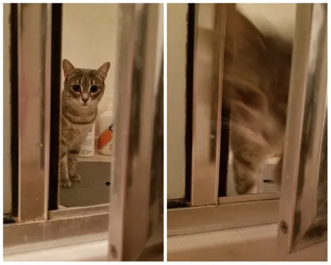 Кот выглядывает из двери