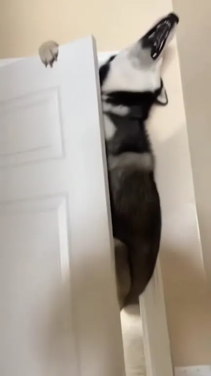 Stupid AI Dog Reveal