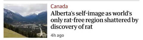Alberta Rat Discovery Headline