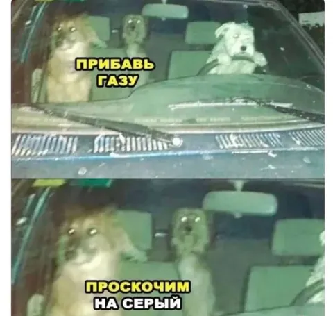 Собаки проскочат на серый