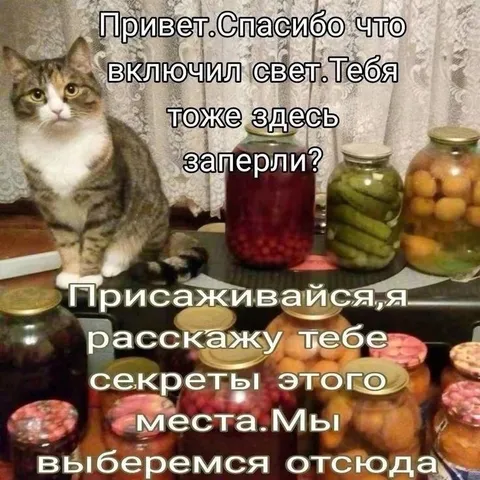 Кот заперт среди банок