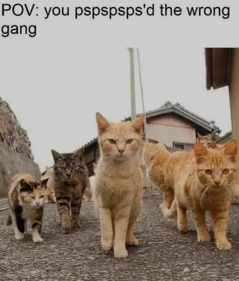 You Pspspsps'd the Wrong Gang