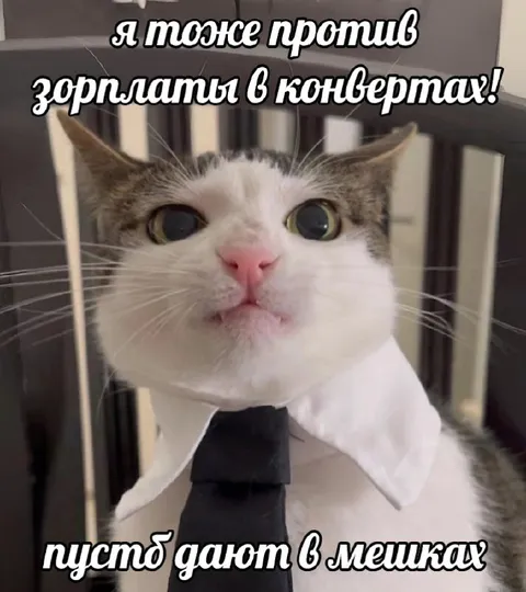 Кот против зарплаты в конвертах