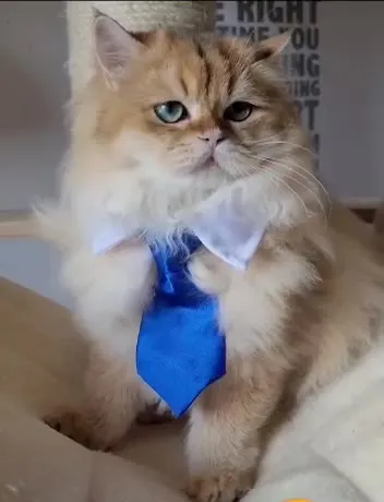 Кот в синем галстуке