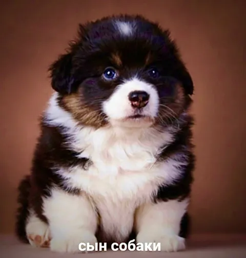 Сын собаки