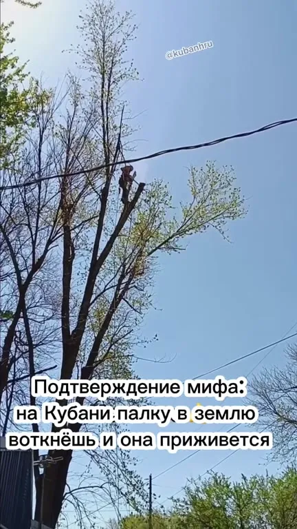 Палка на Кубани приживается