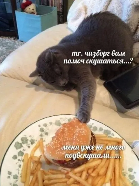 Кот тянется к бургеру
