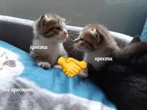 Котята просят прощения