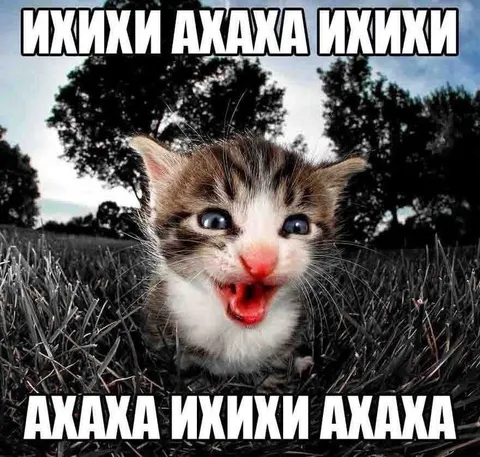 Котёнок громко смеётся