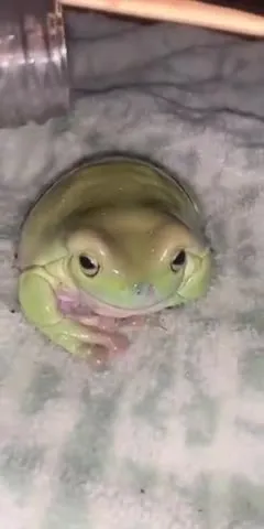 Лягушка принимает душ