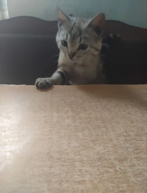 Кот выглядывает из-за стола