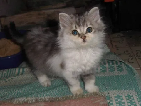 Милый пушистый котёнок