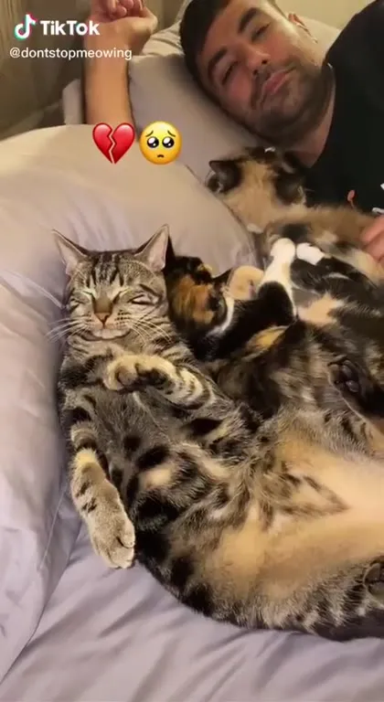 Кошки заняли кровать