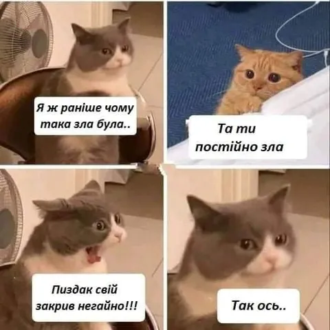 Чому кішка така зла