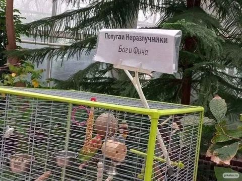 Попугаи Неразлучники Баг и Фича