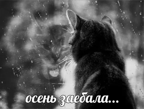 Осень заебала кот