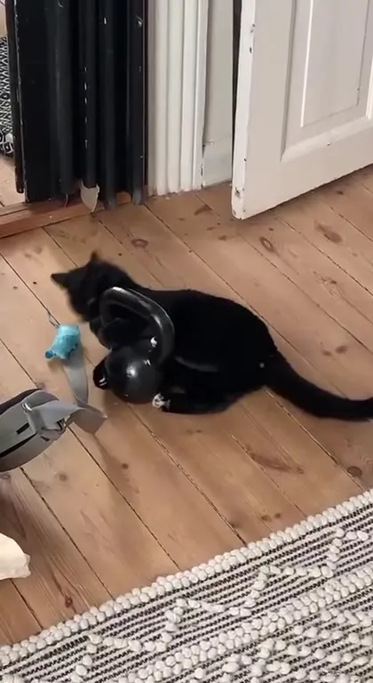 Кот дерётся с чёрным шариком