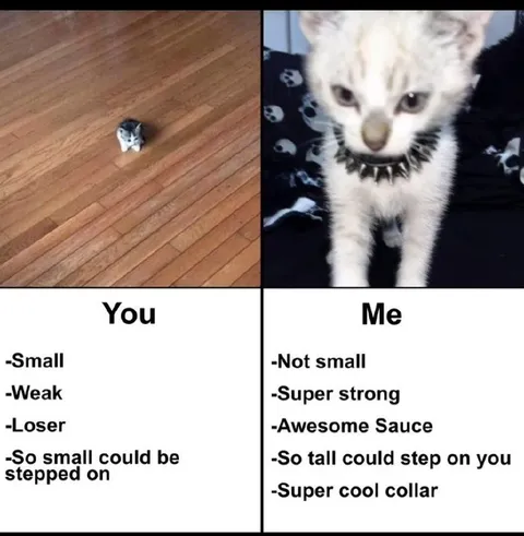 Tiny Kitten Versus Punk Kitten