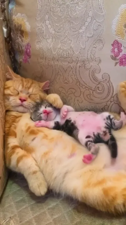 Рыжий кот и сонный котёнок