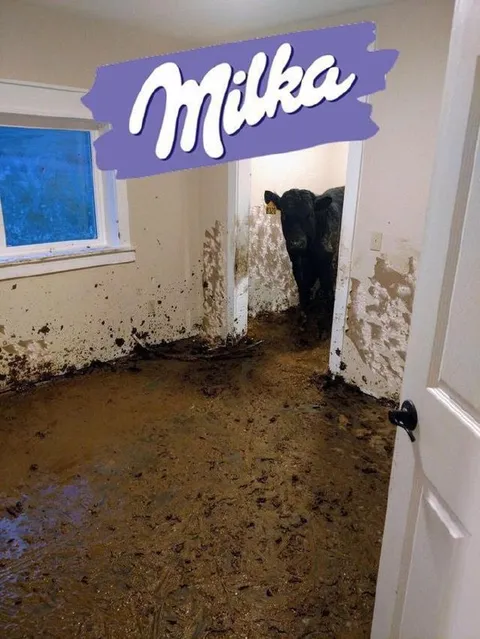 Корова пришла за Milka
