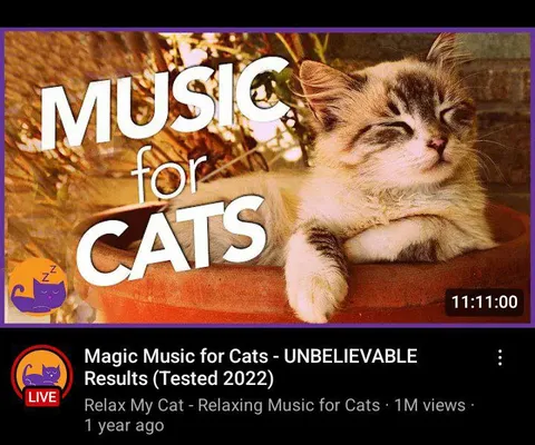Music for Cats Video