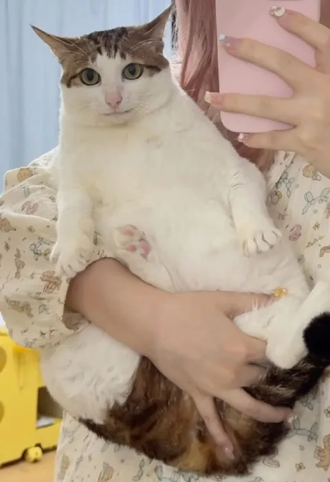 Кот на руках для селфи