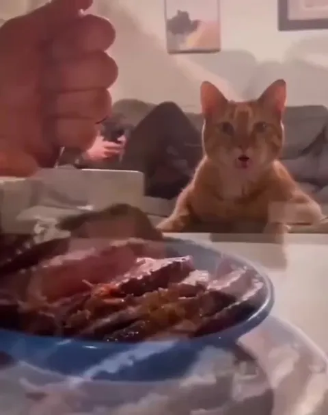 Кот заворожённо смотрит на мясо