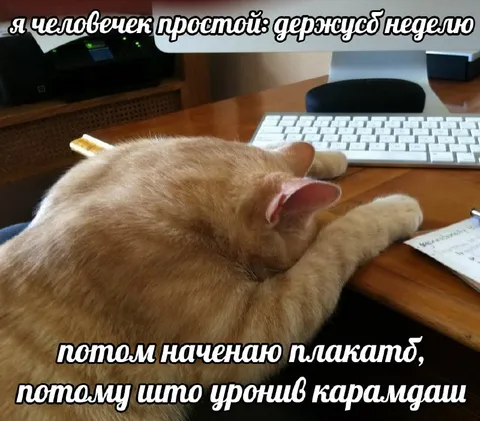 Кот плачет из-за карандаша