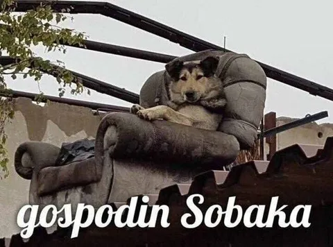 Господин Sobaka в кресле