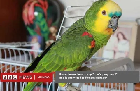 Parrot Promoted to Project Manager