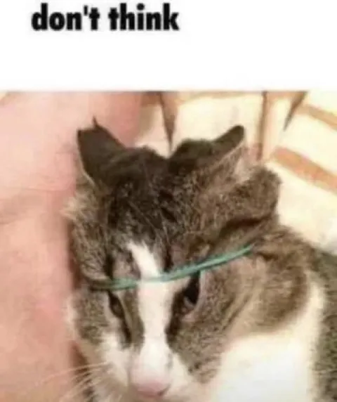 Don't Think Cat