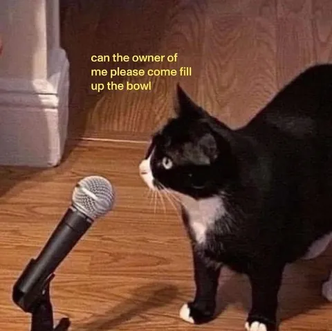 Cat Asking for More Food